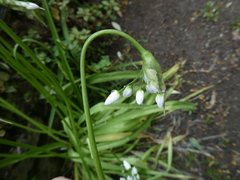 Allium neapolitanum