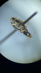 Bembidion iridescens