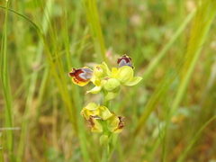 Ophrys sicula