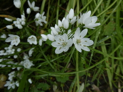 Allium neapolitanum