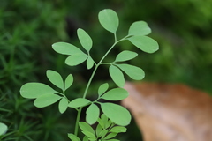 Ceratocapnos claviculata