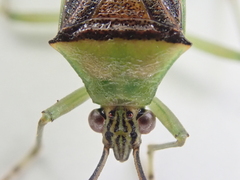 Amblypelta bilineata