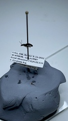 Bembidion iridescens