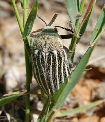 Julodis andreae