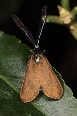 Theresimima ampellophaga