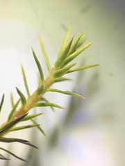 Polytrichum swartzii