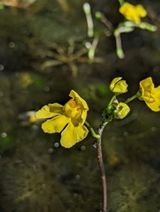 Utricularia inflata