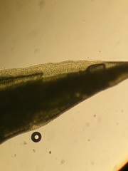 Polytrichum swartzii