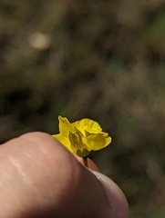 Utricularia inflata