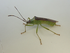 Amblypelta bilineata