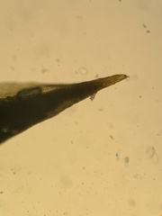 Polytrichum swartzii
