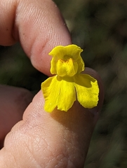 Utricularia inflata