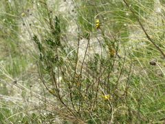 Cytisus nigricans