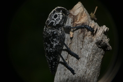 Capnodis