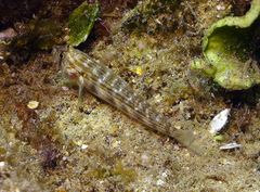 Gnatholepis cauerensis