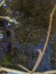 Utricularia inflata