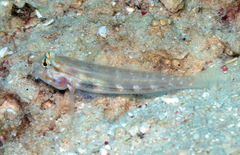 Gnatholepis cauerensis