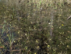Utricularia inflata