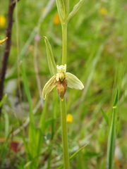 Ophrys exaltata archipelagi