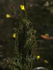 Utricularia inflata