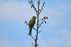 Pheucticus chrysogaster