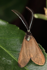 Theresimima ampellophaga