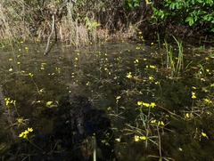 Utricularia inflata