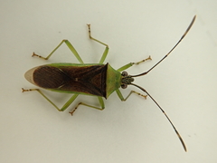 Amblypelta bilineata
