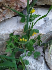 Lotus ornithopodioides