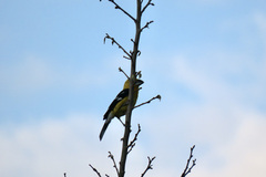 Pheucticus chrysogaster