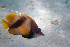 Heniochus intermedius