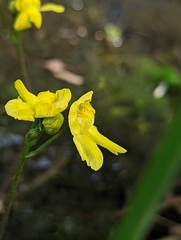 Utricularia inflata