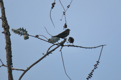 Molothrus bonariensis