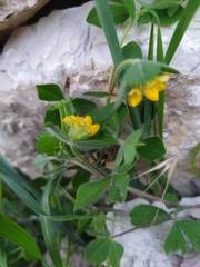 Lotus ornithopodioides