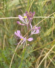 Cleome maculata