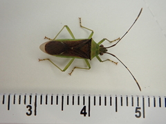 Amblypelta bilineata