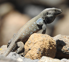 Gallotia galloti galloti