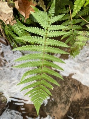 Dryopteris filix-mas