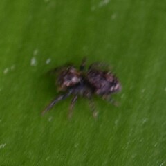 Mexigonus morosus