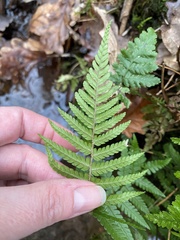 Dryopteris filix-mas
