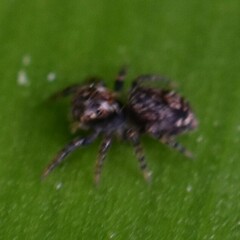 Mexigonus morosus