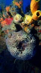 Ircinia felix