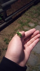Hyla japonica