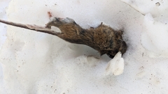 Peromyscus leucopus