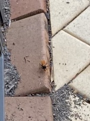 Pompiloidea