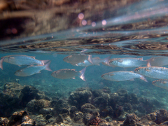 Crenimugil crenilabis