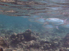 Crenimugil crenilabis