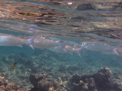 Crenimugil crenilabis