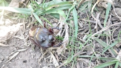 Heterogomphus bourcieri