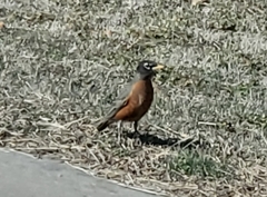 Turdus migratorius